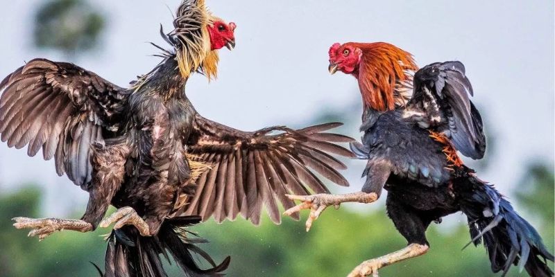 Quy trình tham gia tại đá gà 18WIN
