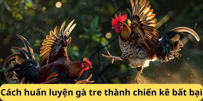 Cách huấn luyện đá gà tre thành chiến kê bất bại 18WIN