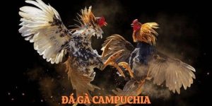 đá gà Campuchia 18WIN