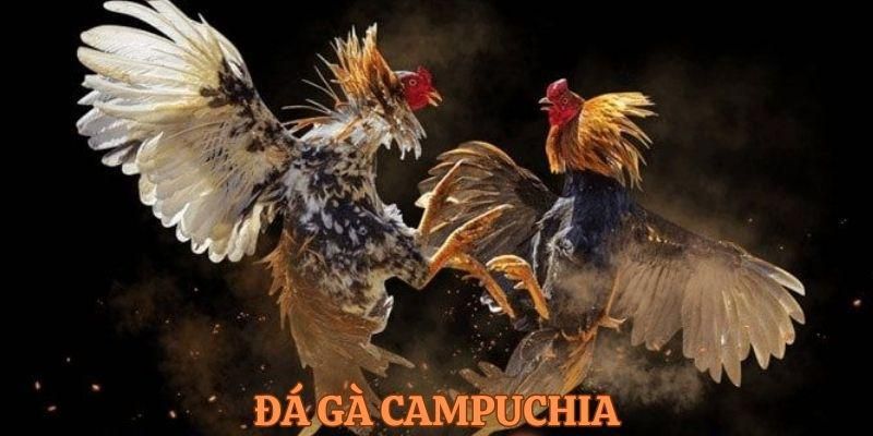 đá gà Campuchia 18WIN