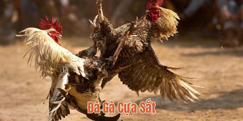 Đá gà cựa sắt 18WIN