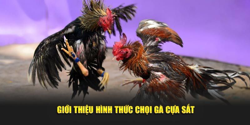 Đá gà cựa sắt kinh điển nhưng vẫn hút khách 18WIN
