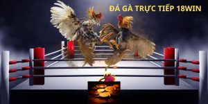 Đá gà trực tiếp 18WIN
