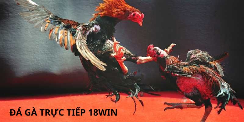 Mẹo đặt cược đá gà trực tiếp 18WIN nhận thưởng khủng