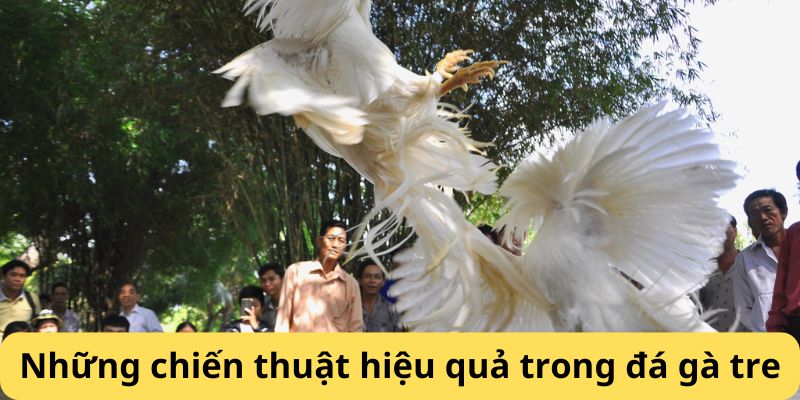 Những chiến thuật hiệu quả trong đá gà tre 18WIN
