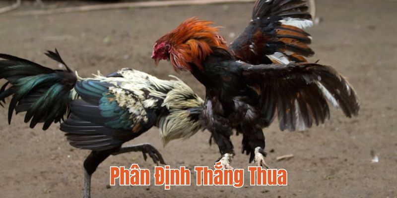 Phân định thắng thua trong Đá gà cựa sắt 18WIN