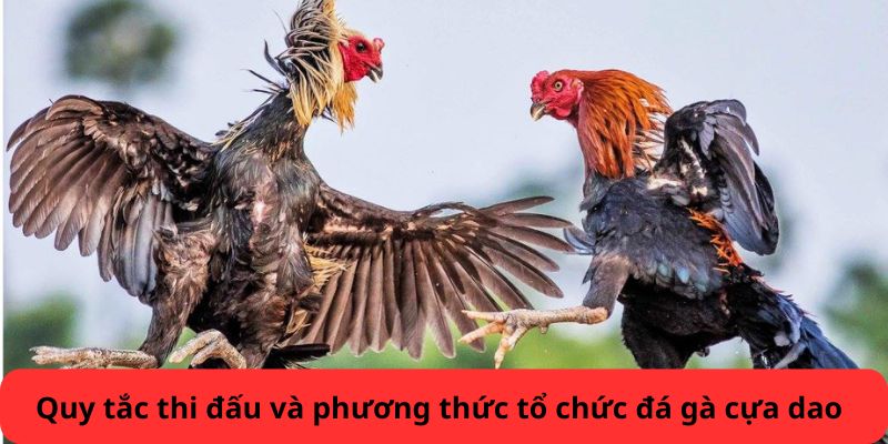 Quy tắc thi đấu và tổ chức đá gà cựa dao 18WIN