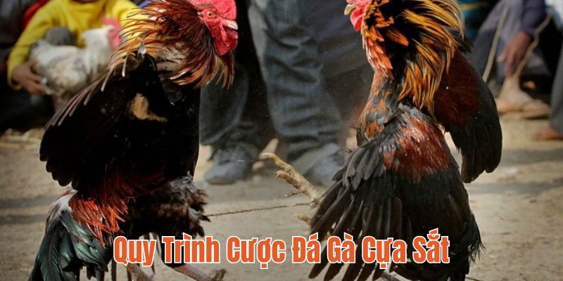 Quy trình dự đoán kết quả đá gà cựa sắt tại 18WIN