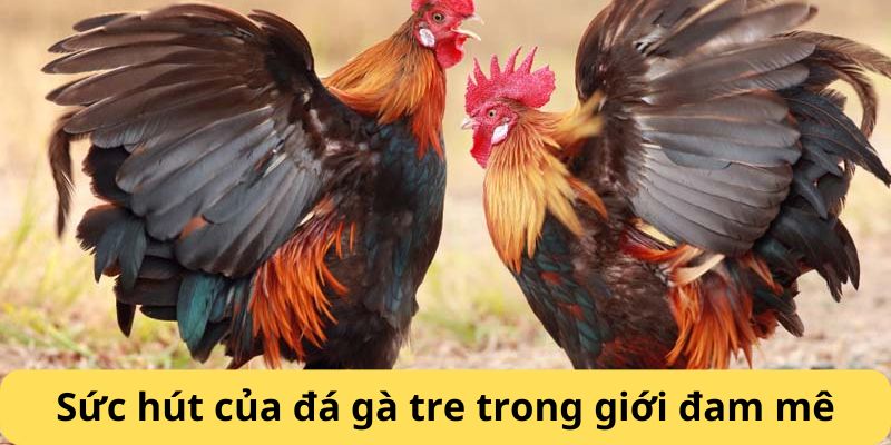 Sức hút của đá gà tre 18WIN trong giới đam mê
