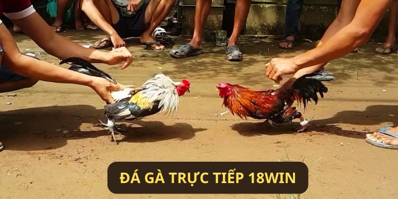 Tìm hiểu thông tin về đá gà trực tiếp 18WIN